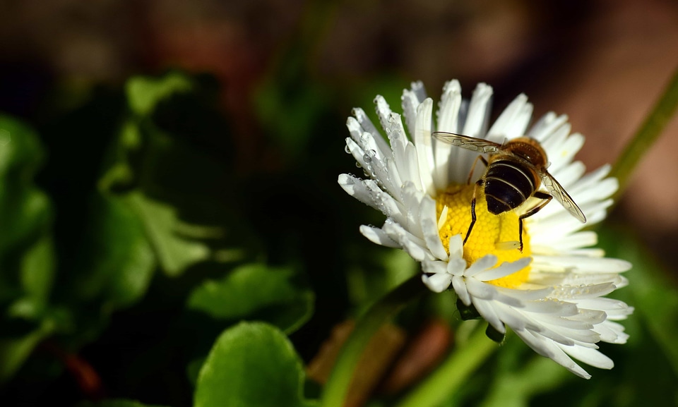 Animal arthropod beautiful flowers