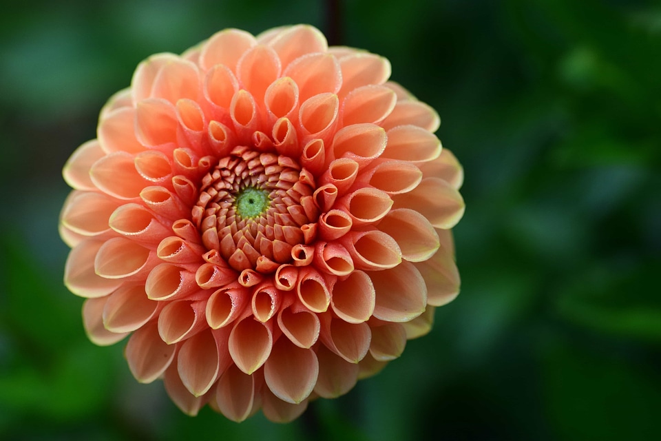 Beautiful Flowers beautiful photo blooming