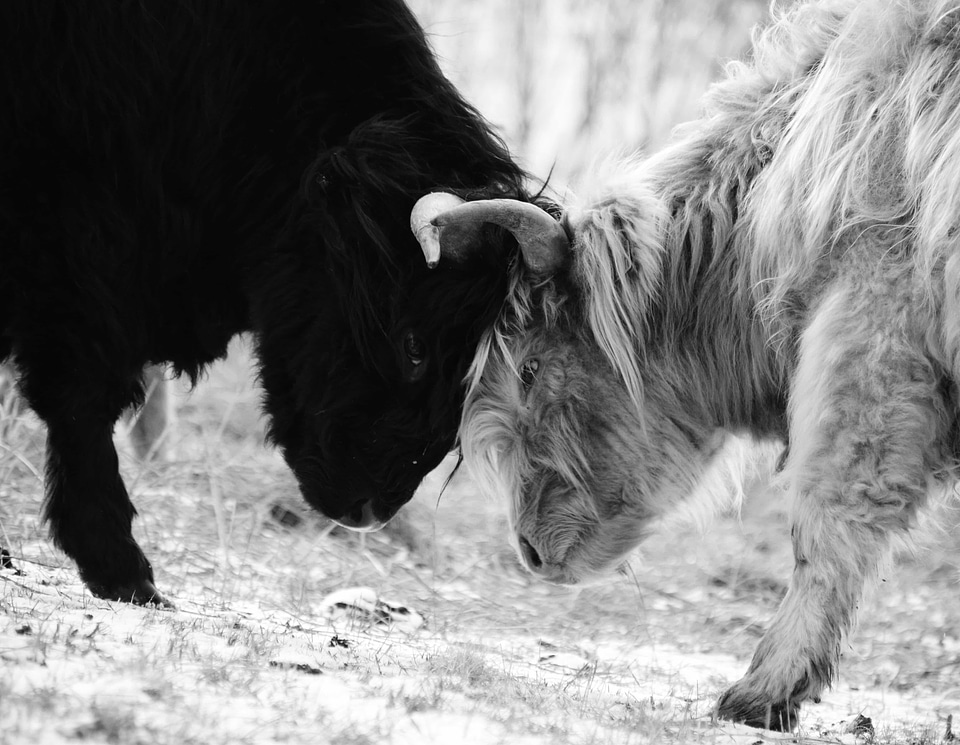Animal black and white bovine