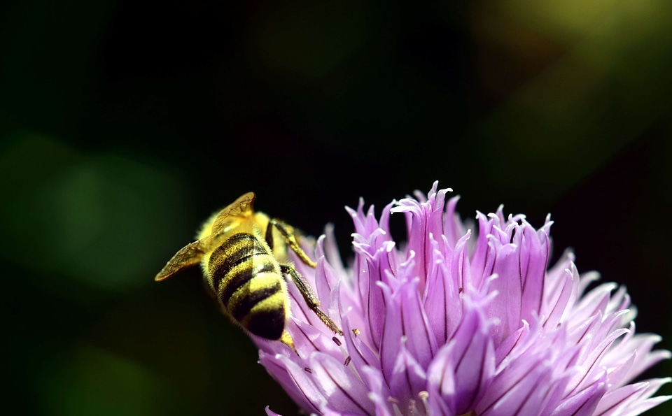 Animal arthropod beautiful flowers