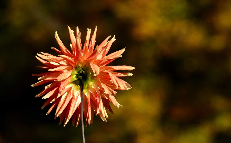 Beautiful Flowers bloom blooming