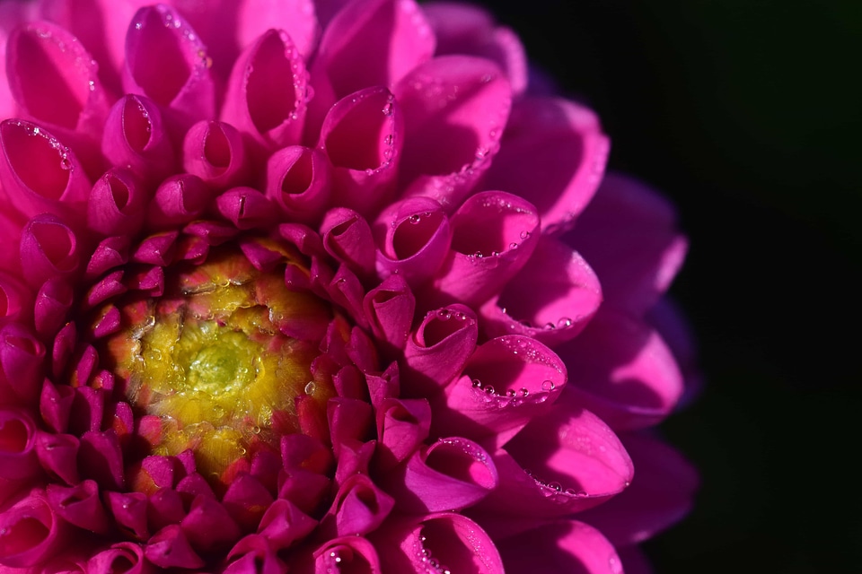 Beautiful beautiful flowers bloom