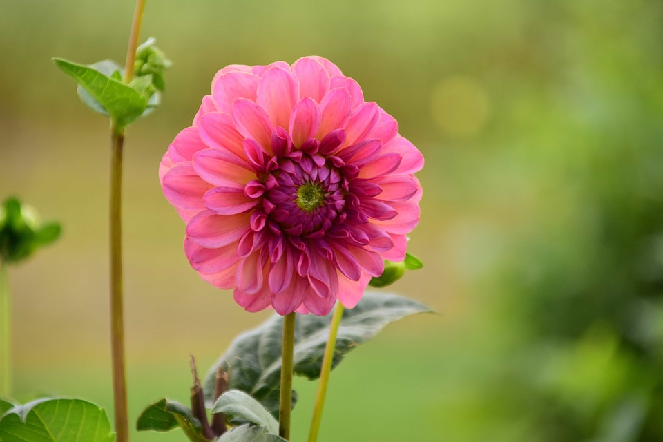 Beautiful Flowers beautiful photo bloom