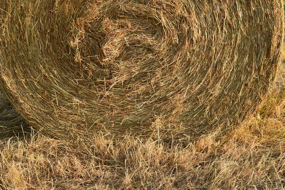 Agricultural agriculture dry