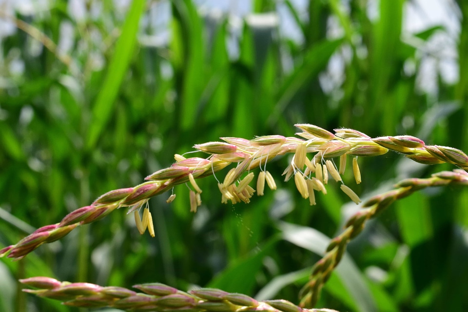 Agriculture cereal field