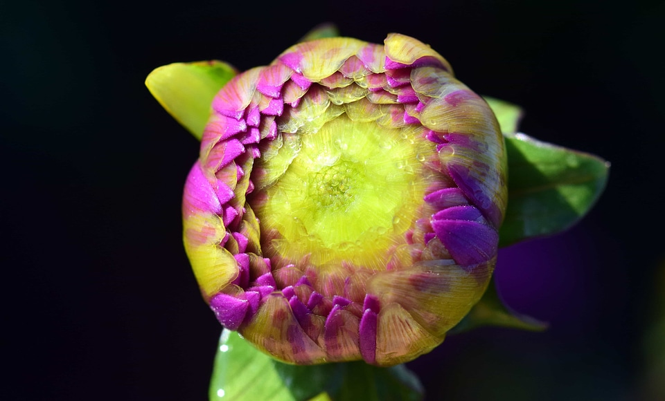 Beautiful Flowers blooming blossom