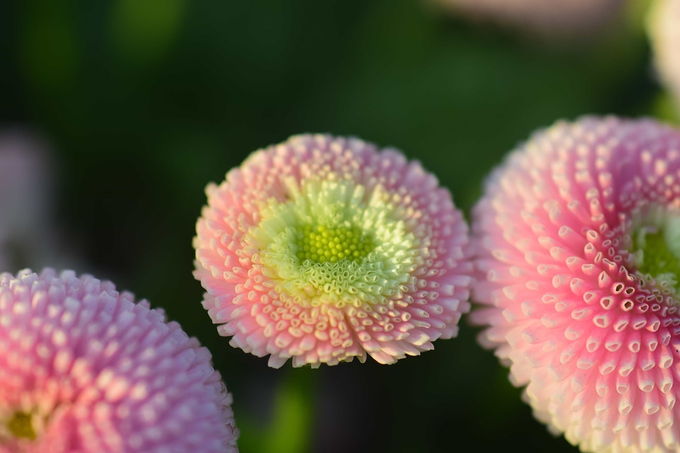 Beautiful Flowers blooming blossom