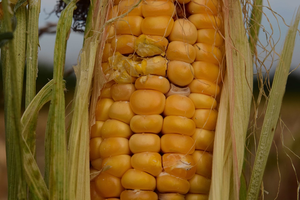 Agriculture corn diet
