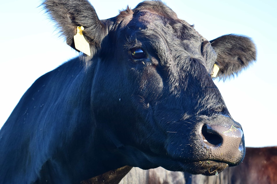 Agriculture animal bovine