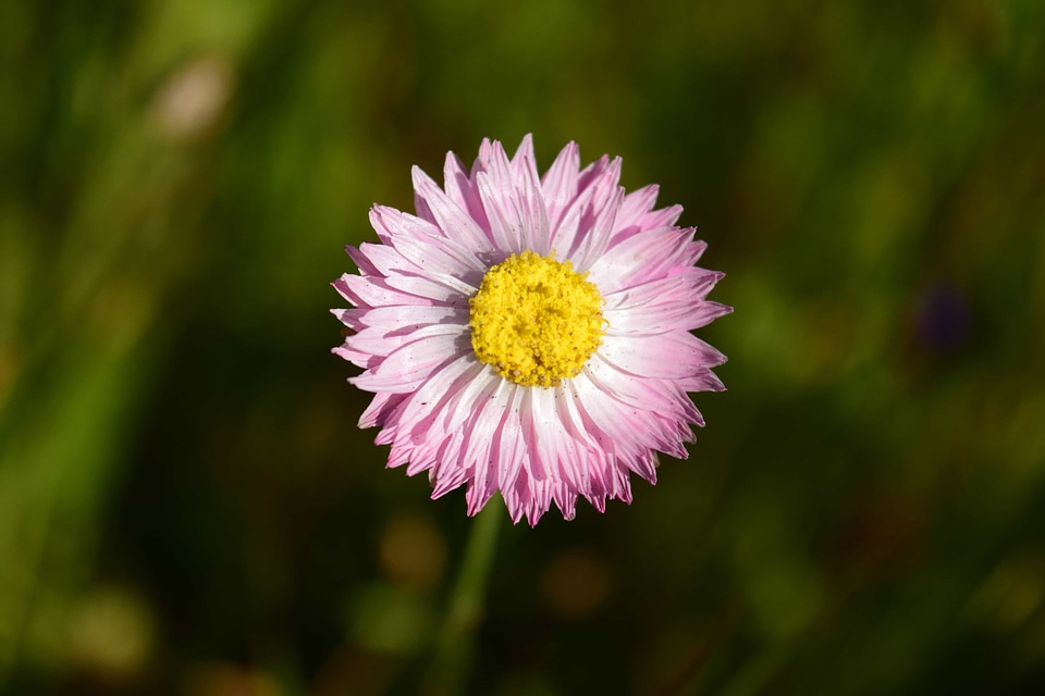 Beautiful Flowers bloom blooming
