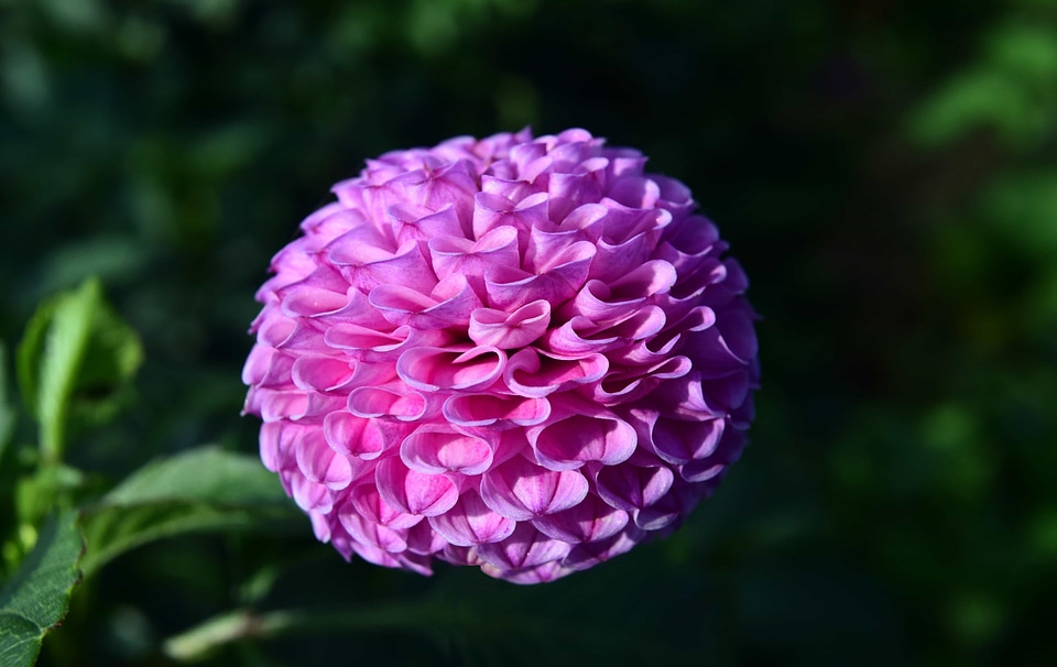 Beautiful Flowers blooming blossom