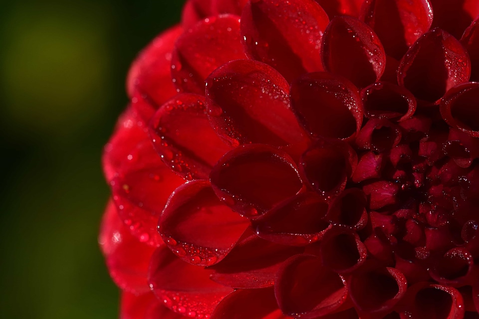 Beautiful Flowers blooming blossom