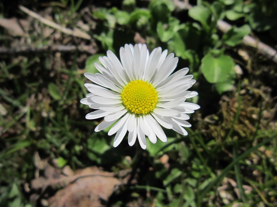 Beautiful Flowers blooming blossom