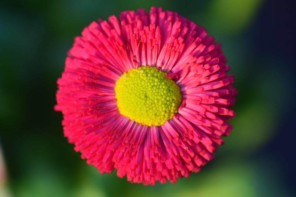 Beautiful Flowers bloom blooming