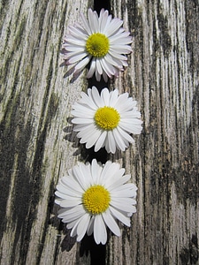 Beautiful Flowers blooming blossom