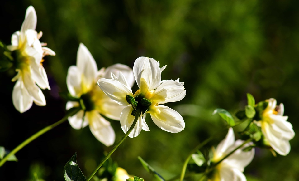 Beautiful beautiful flowers bloom