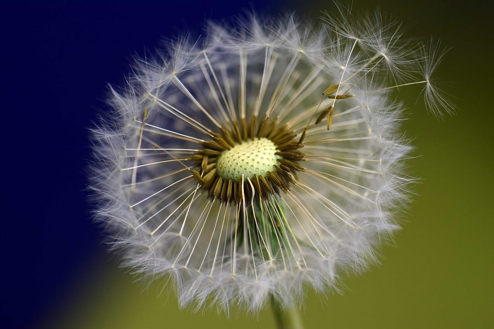 Beautiful Flowers beautiful photo blooming
