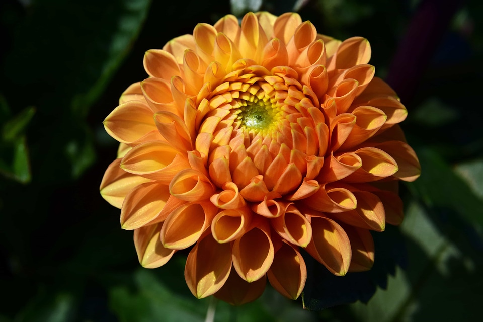 Beautiful Flowers bloom blooming