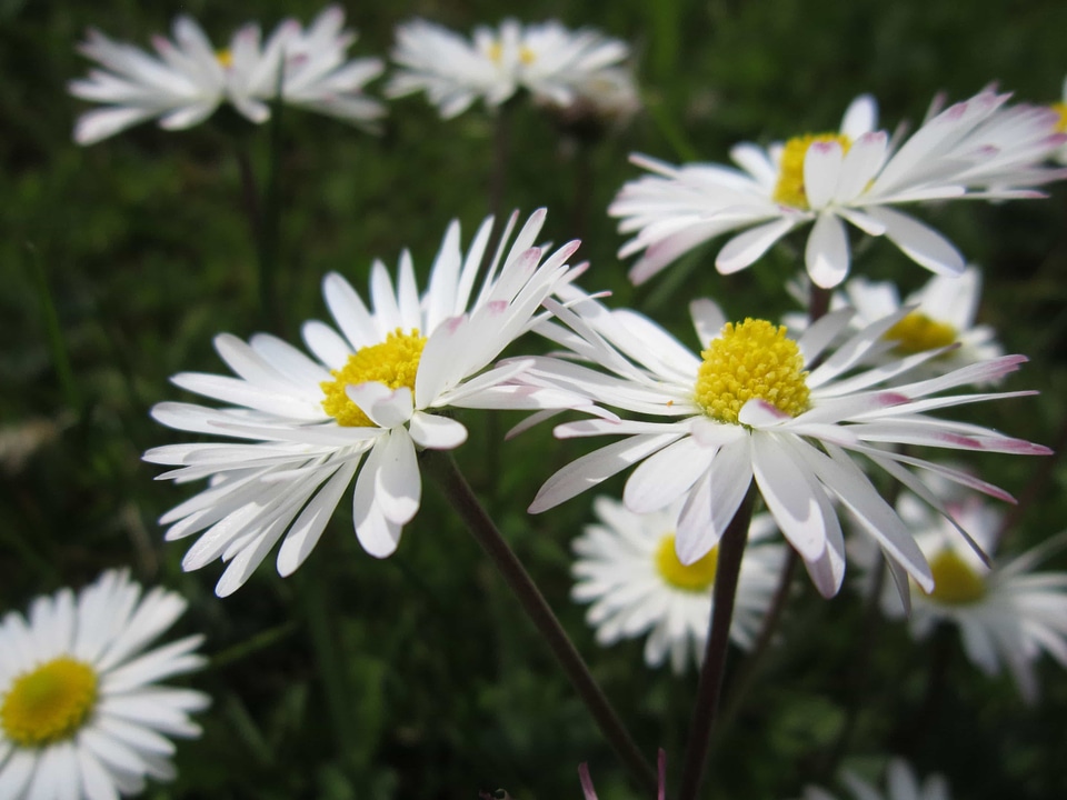 Beautiful Flowers blooming blossom