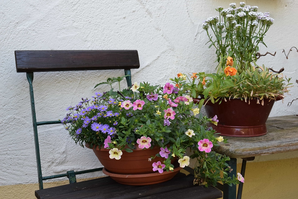 Beautiful Flowers bench blooming