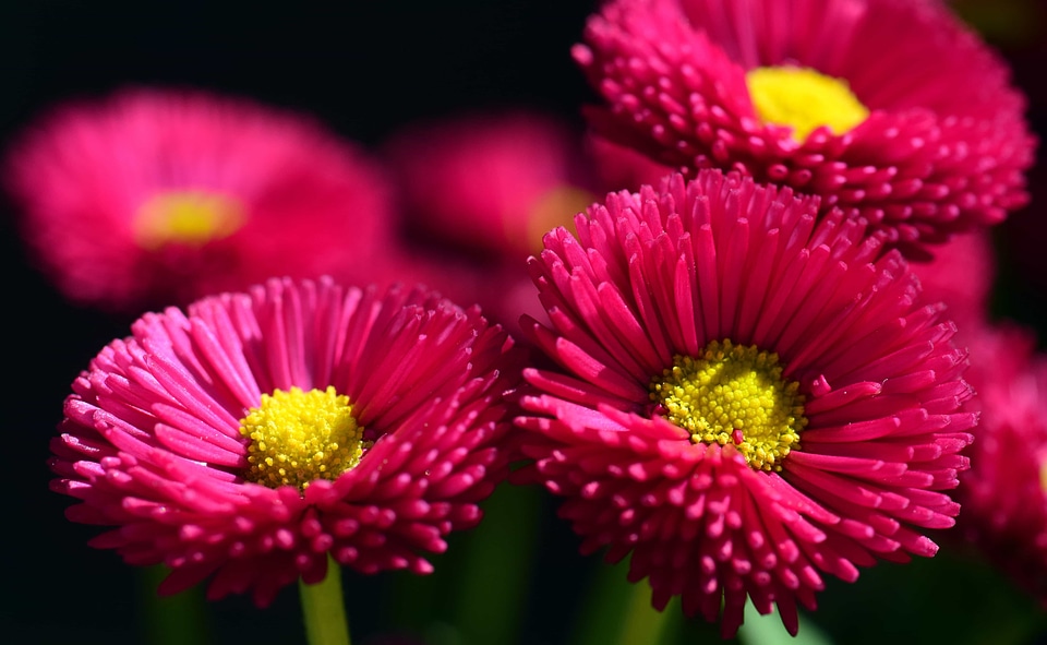 Beautiful Flowers blooming blossom