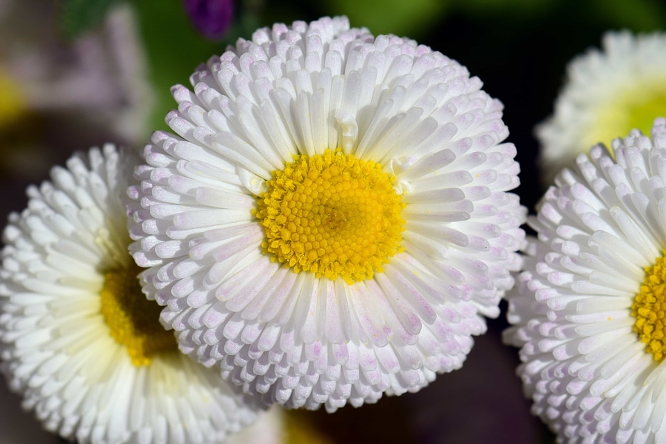 Beautiful Flowers blooming blossom