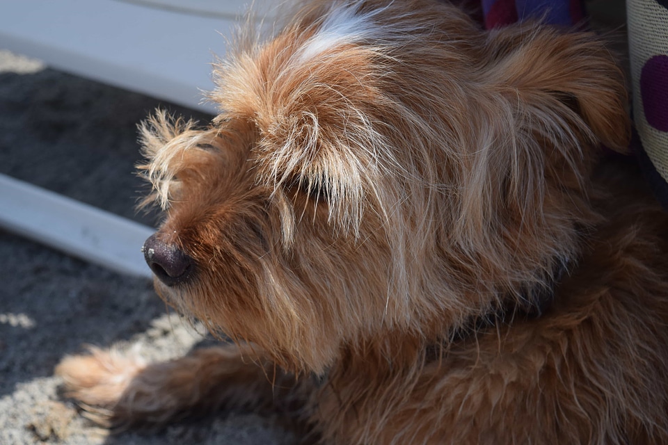 Animal backyard canine