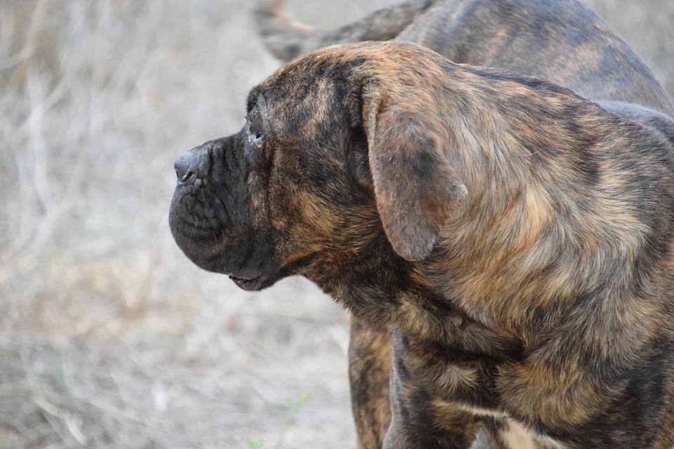 Animal canine carnivore