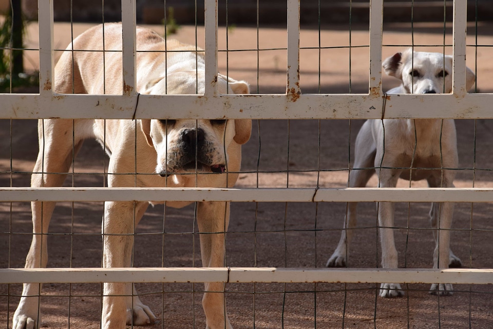 Animal backyard canine
