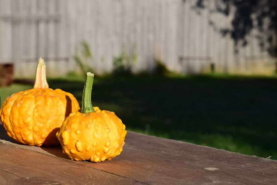 Autumn autumn season calorie