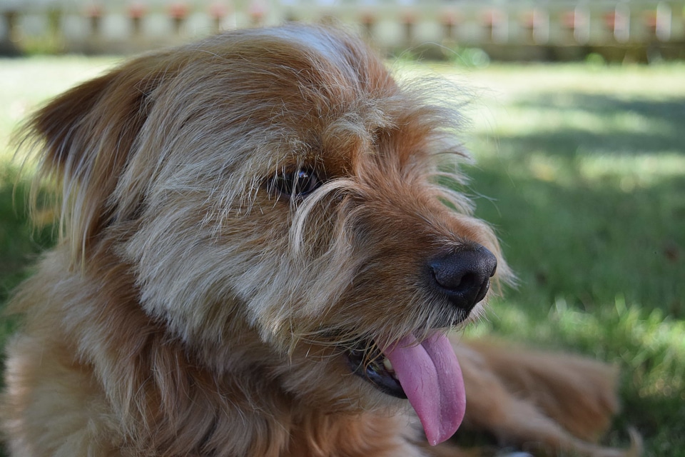 Animal beautiful photo canine