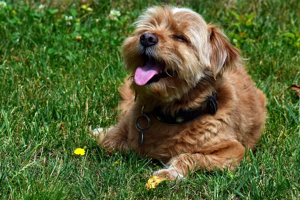 Adorable animal brown