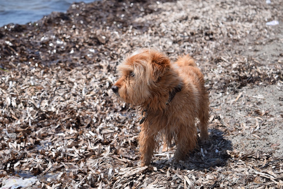 Animal brown canine