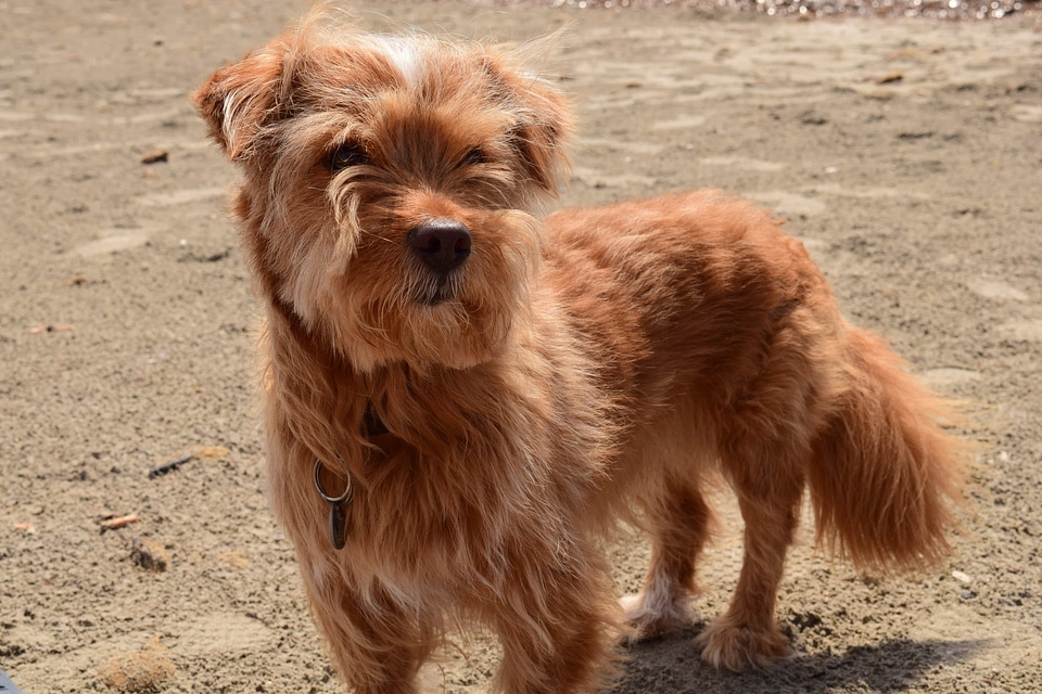 Animal beautiful photo canine
