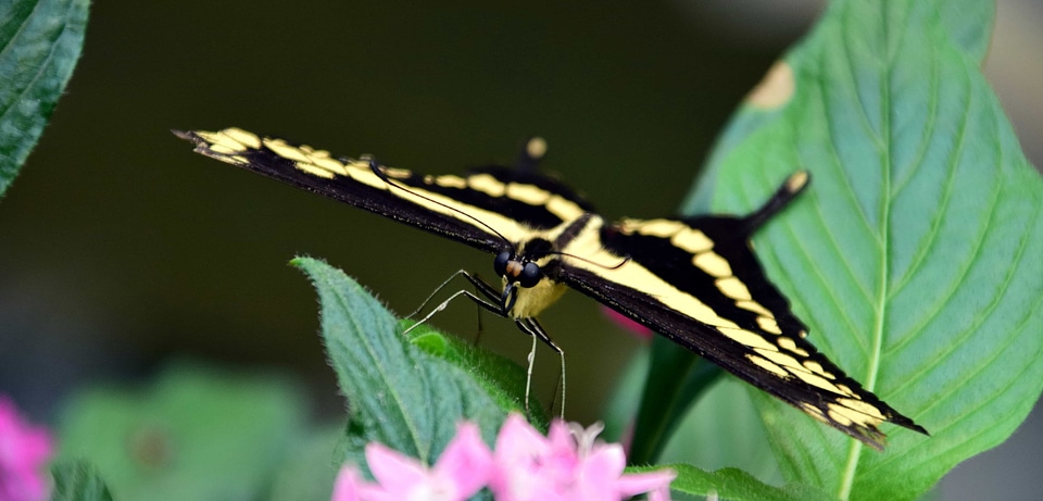 Animal arthropod bug