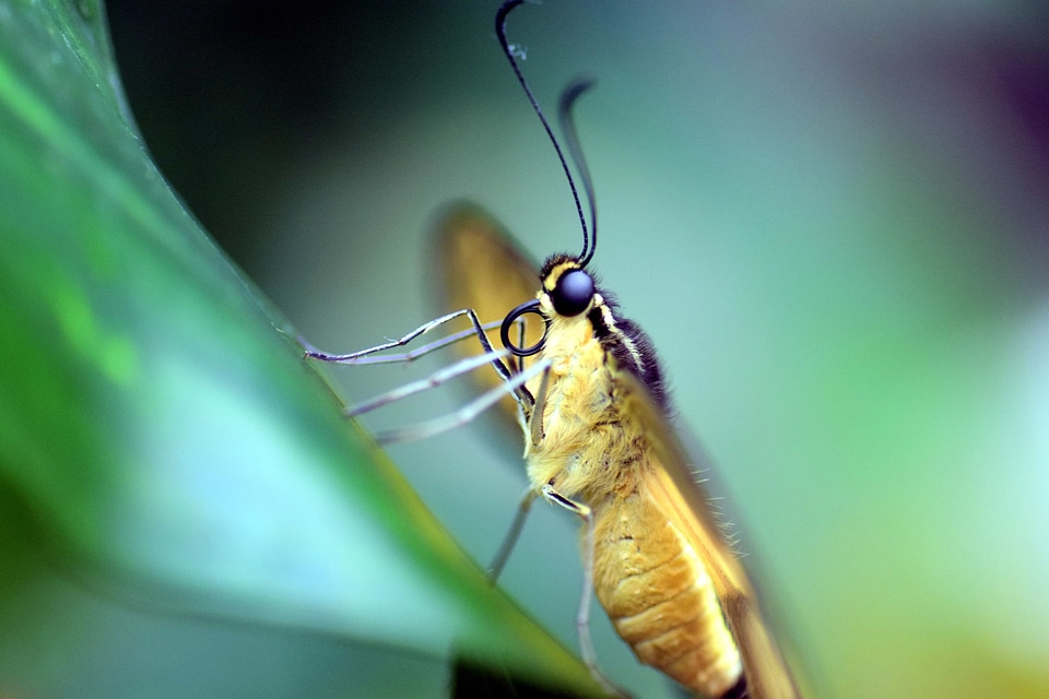 Animal arthropod biology