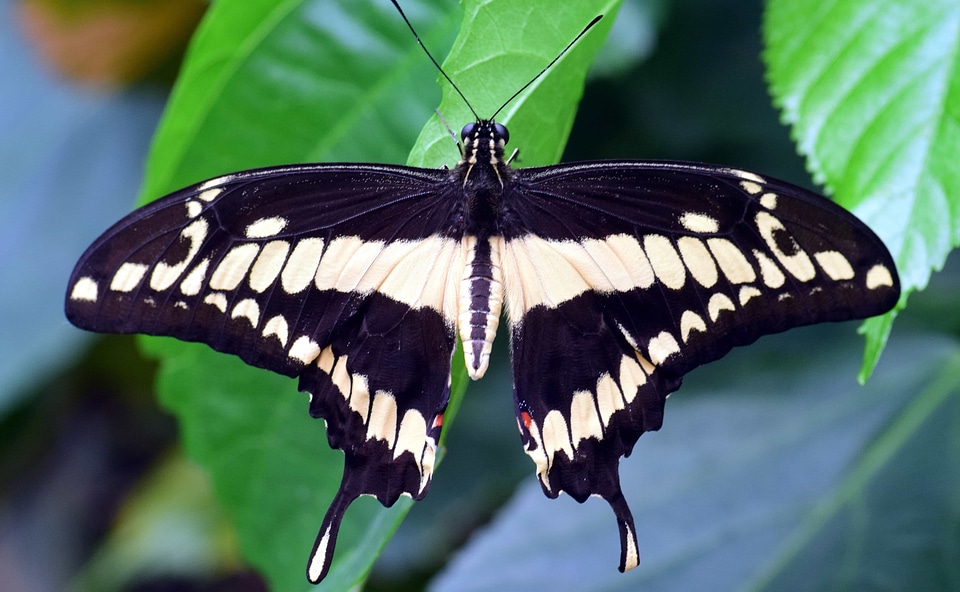 Animal arthropod beautiful photo