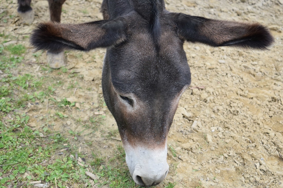 Animal brown donkey