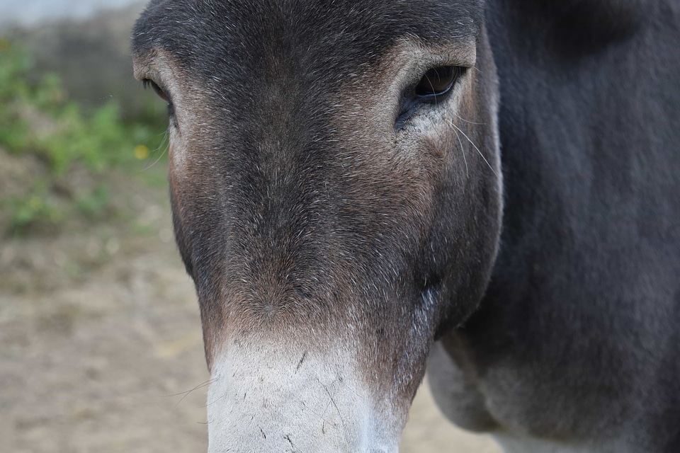 Animal brown donkey