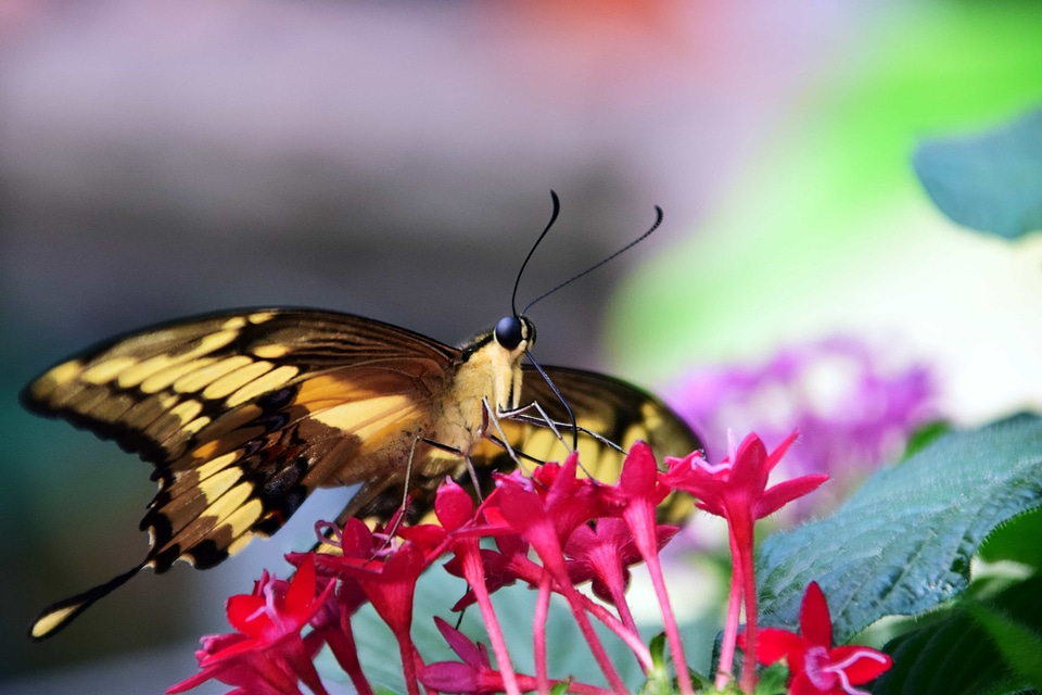 Animal arthropod beautiful