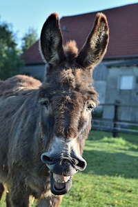 Animal brown donkey photo