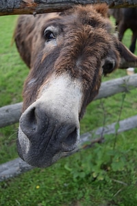 Animal donkey fauna photo