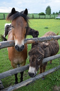 Animal donkey fauna photo