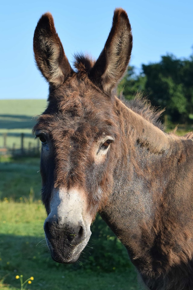 Animal brown donkey