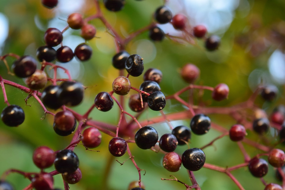Berry diet dietary