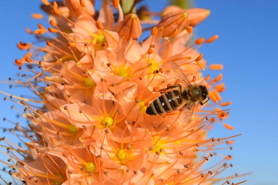 Animal arthropod beautiful flowers