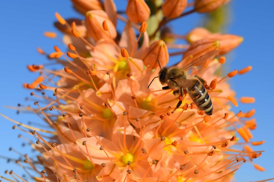 Animal arthropod beautiful flowers