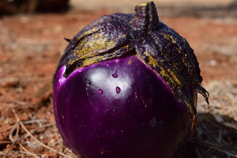 Diet eggplant flora