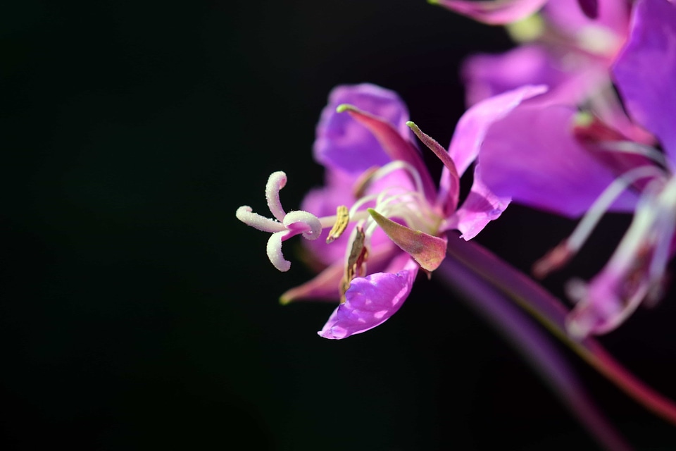 Beautiful beautiful flowers blooming