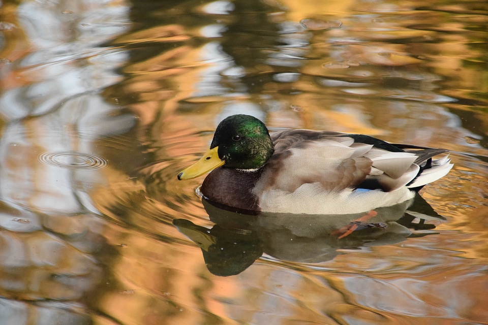 Animal aquatic bird avian